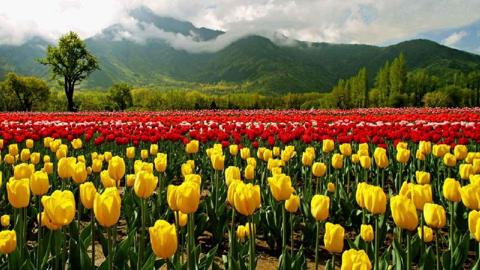 Kashmir Tour Packages