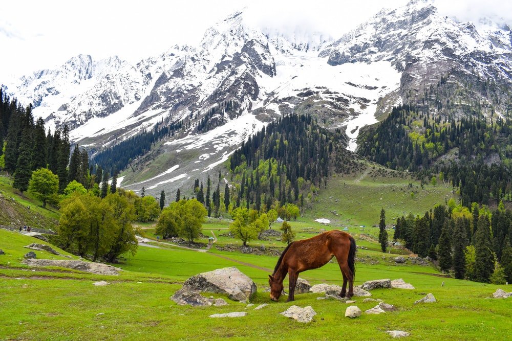 Kashmir Honeymoon Packages